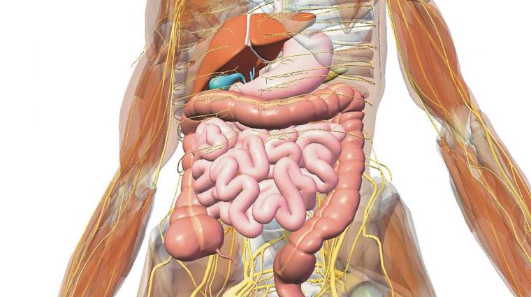 Detail Organ Tubuh Manusia Perempuan Nomer 17