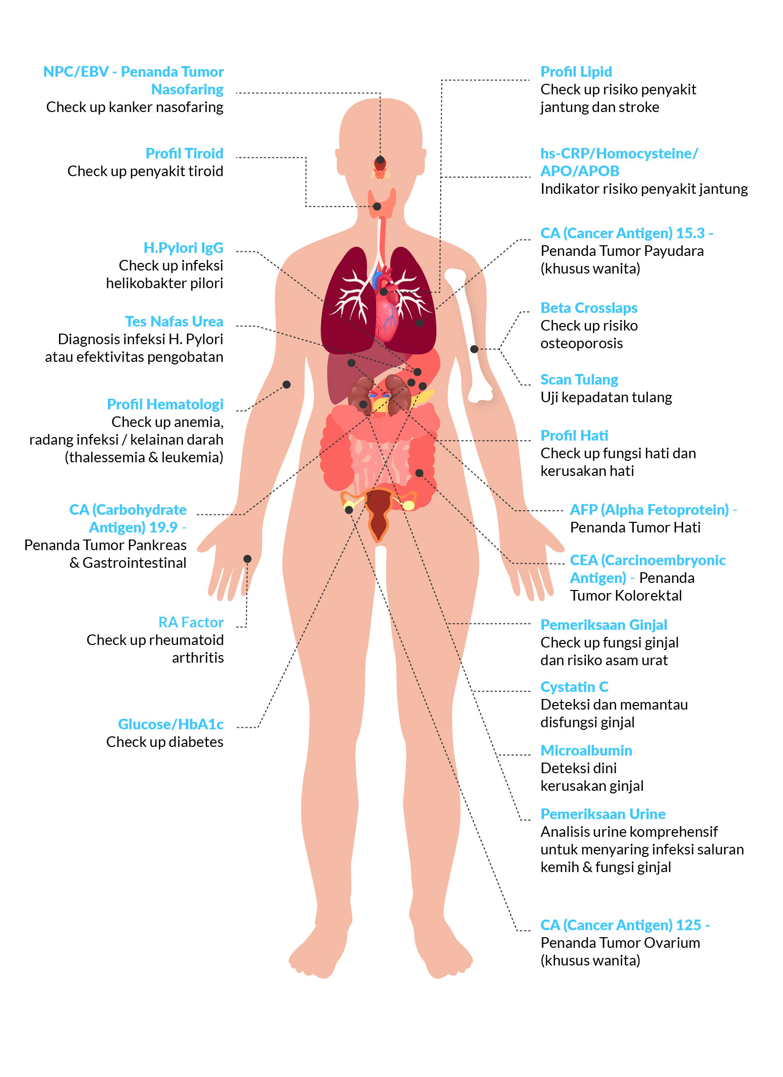 Detail Organ Tubuh Manusia Perempuan Nomer 3