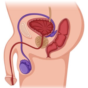 Detail Organ Tubuh Manusia Perempuan Nomer 38