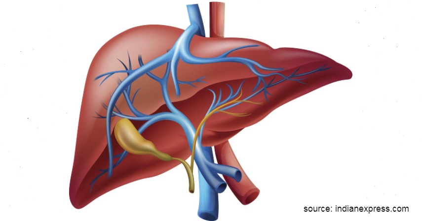 Detail Organ Tubuh Manusia Perempuan Nomer 44