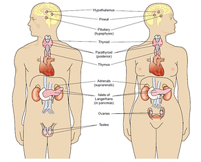 Detail Organ Tubuh Manusia Wanita Nomer 14