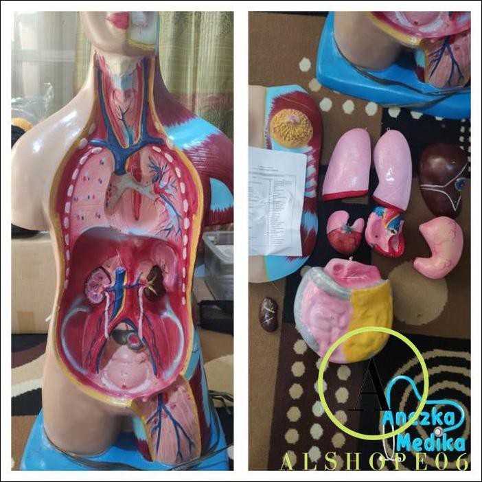 Detail Organ Tubuh Manusia Wanita Nomer 22