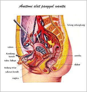 Detail Organ Tubuh Manusia Wanita Nomer 25