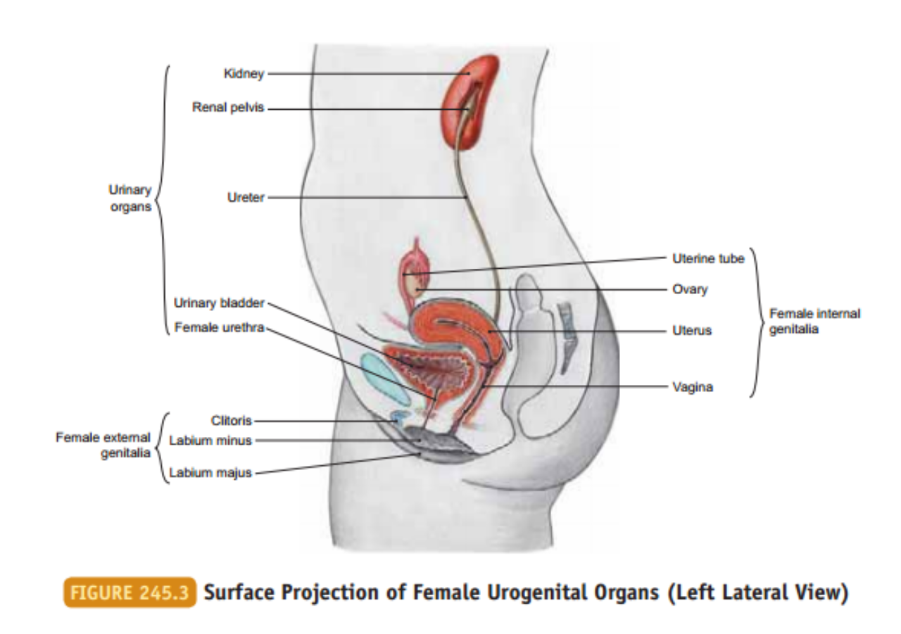 Detail Organ Tubuh Manusia Wanita Nomer 30
