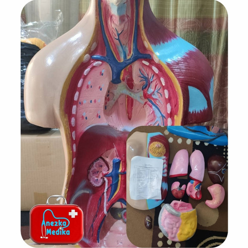 Detail Organ Tubuh Manusia Wanita Nomer 35