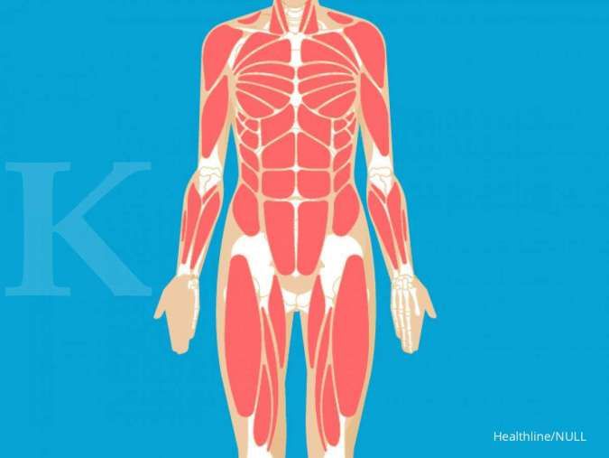 Detail Otot Tubuh Manusia Nomer 3