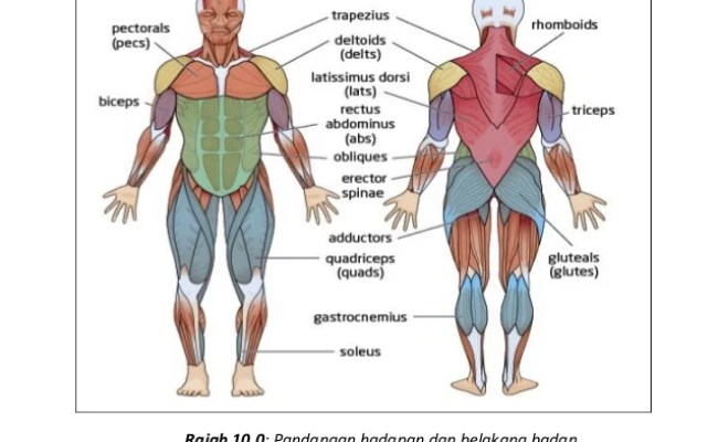 Detail Otot Tubuh Manusia Nomer 23