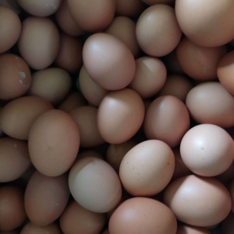 Detail Packing Telur Ayam Nomer 33