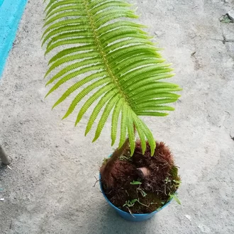 Detail Pakis Ekor Kuda Nomer 34