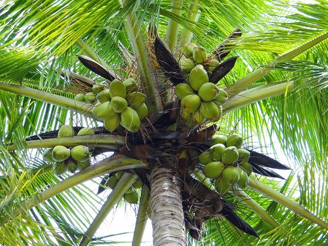 Detail Pantai Pohon Kelapa Nomer 17