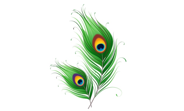 Detail Peacock Feather Vector Nomer 11