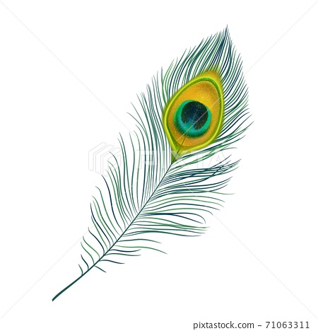 Detail Peacock Feather Vector Nomer 13