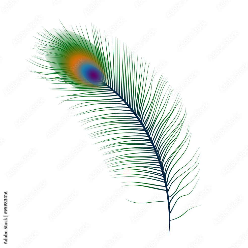 Detail Peacock Feather Vector Nomer 14