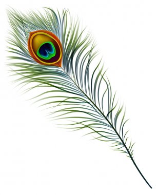 Detail Peacock Feather Vector Nomer 15