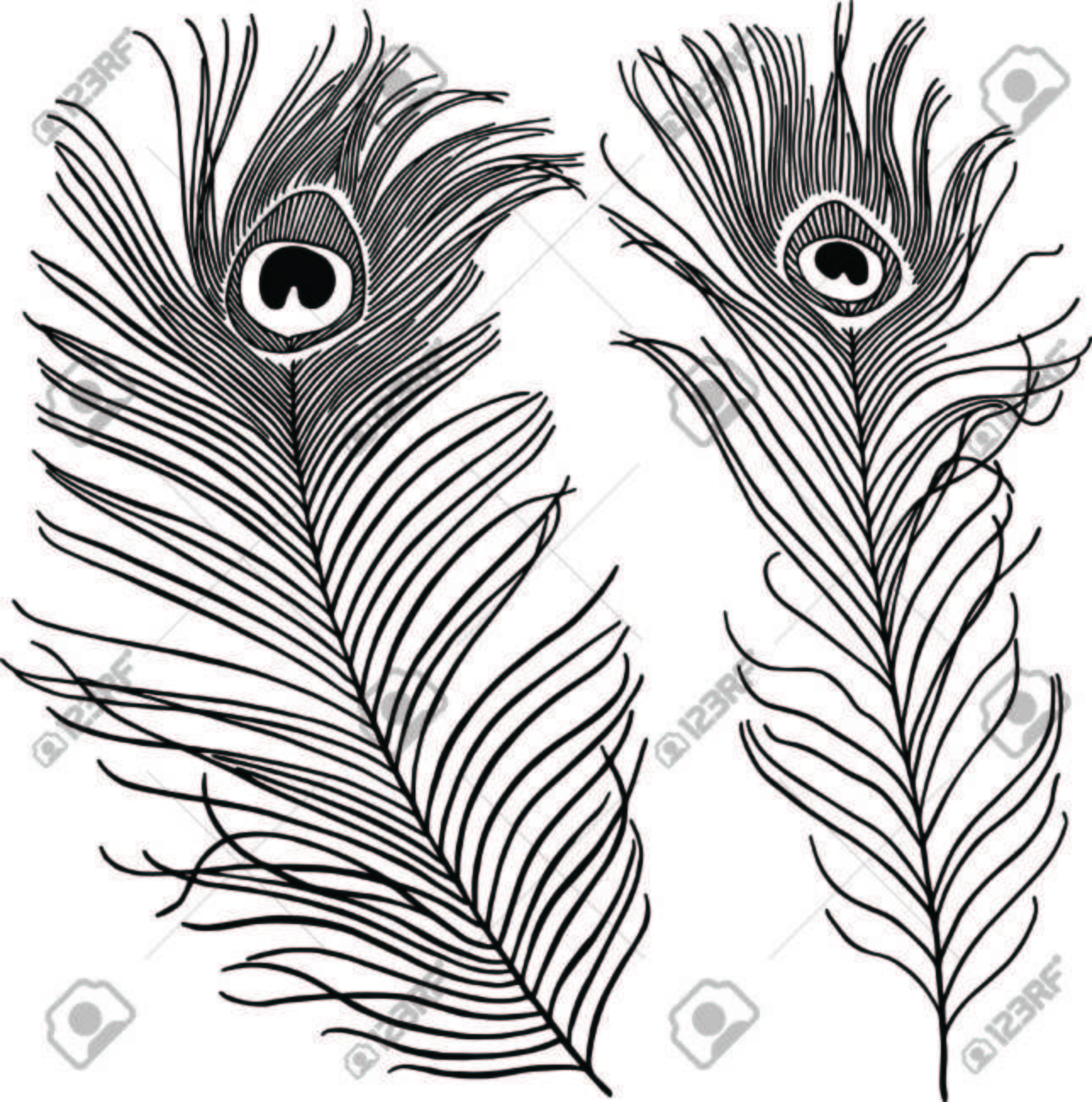 Detail Peacock Feather Vector Nomer 30