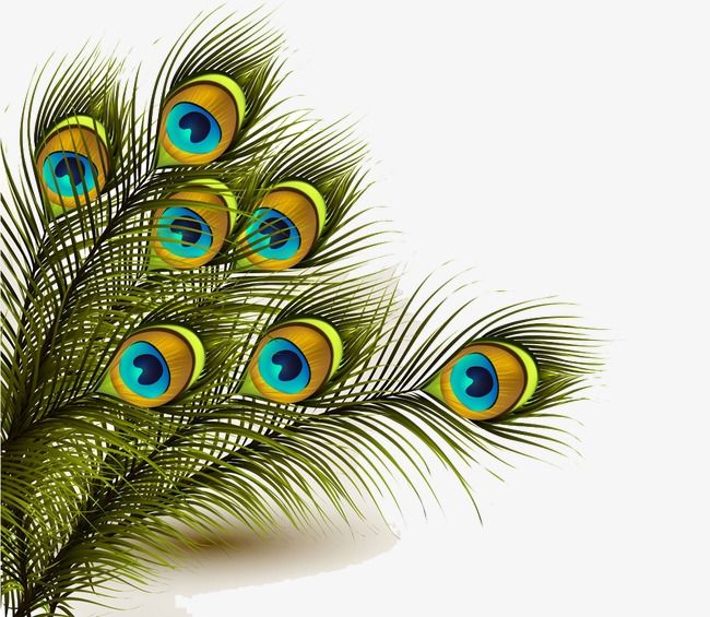 Detail Peacock Feather Vector Nomer 51