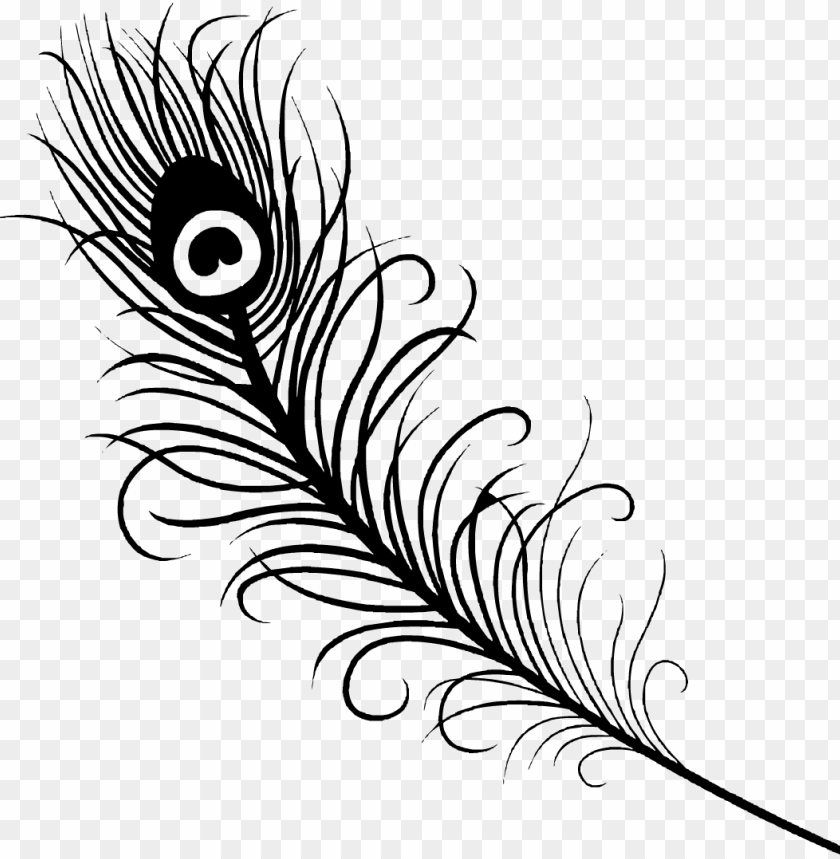 Detail Peacock Feather Vector Nomer 9