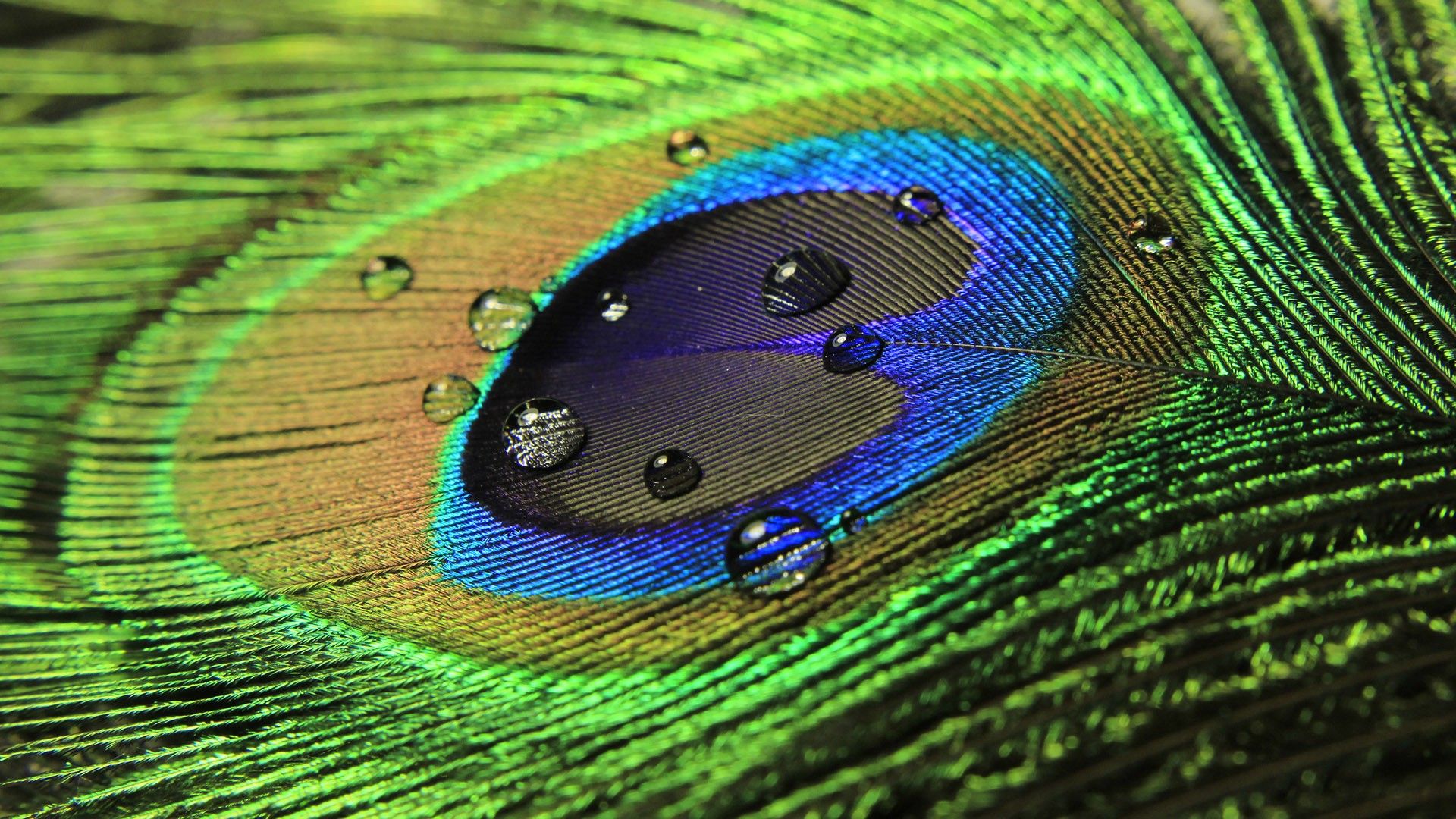 Detail Peacock Feather Wallpaper Koleksi Nomer 2