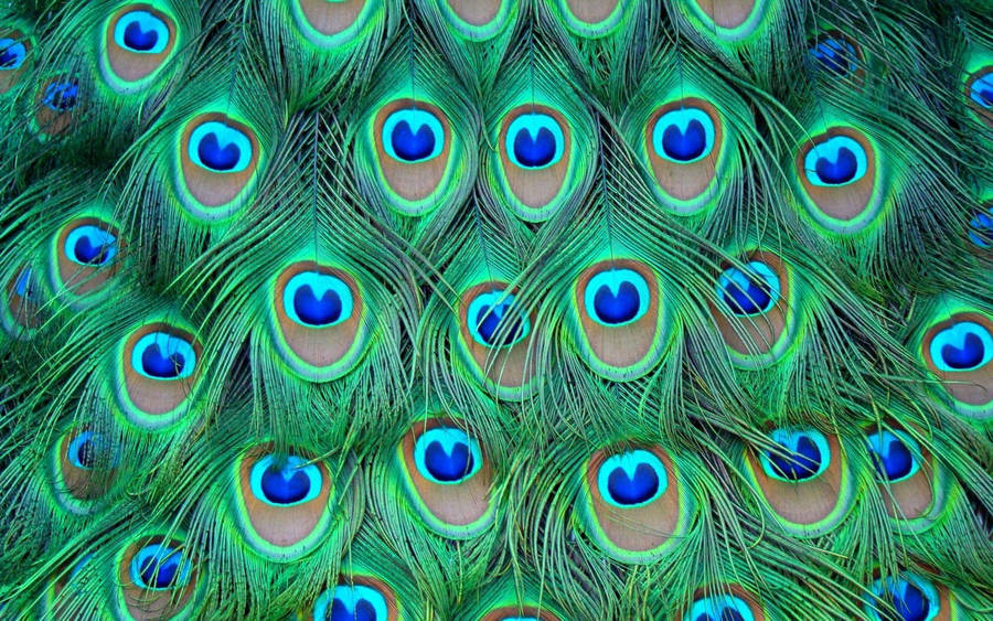 Detail Peacock Feather Wallpaper Nomer 10