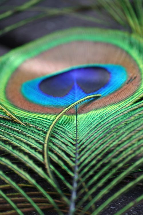 Detail Peacock Feather Wallpaper Nomer 14