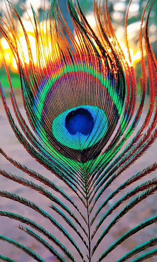 Detail Peacock Feather Wallpaper Nomer 16