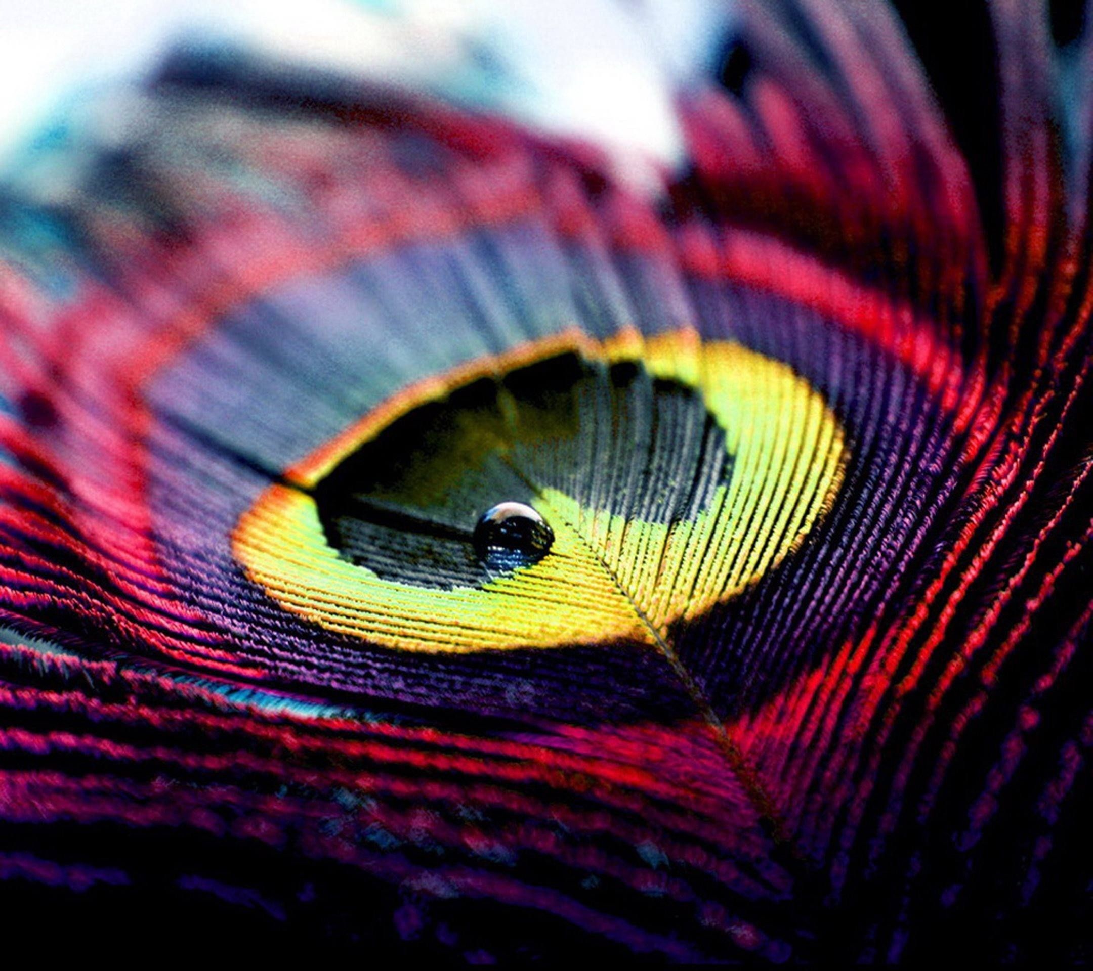 Detail Peacock Feather Wallpaper Nomer 3