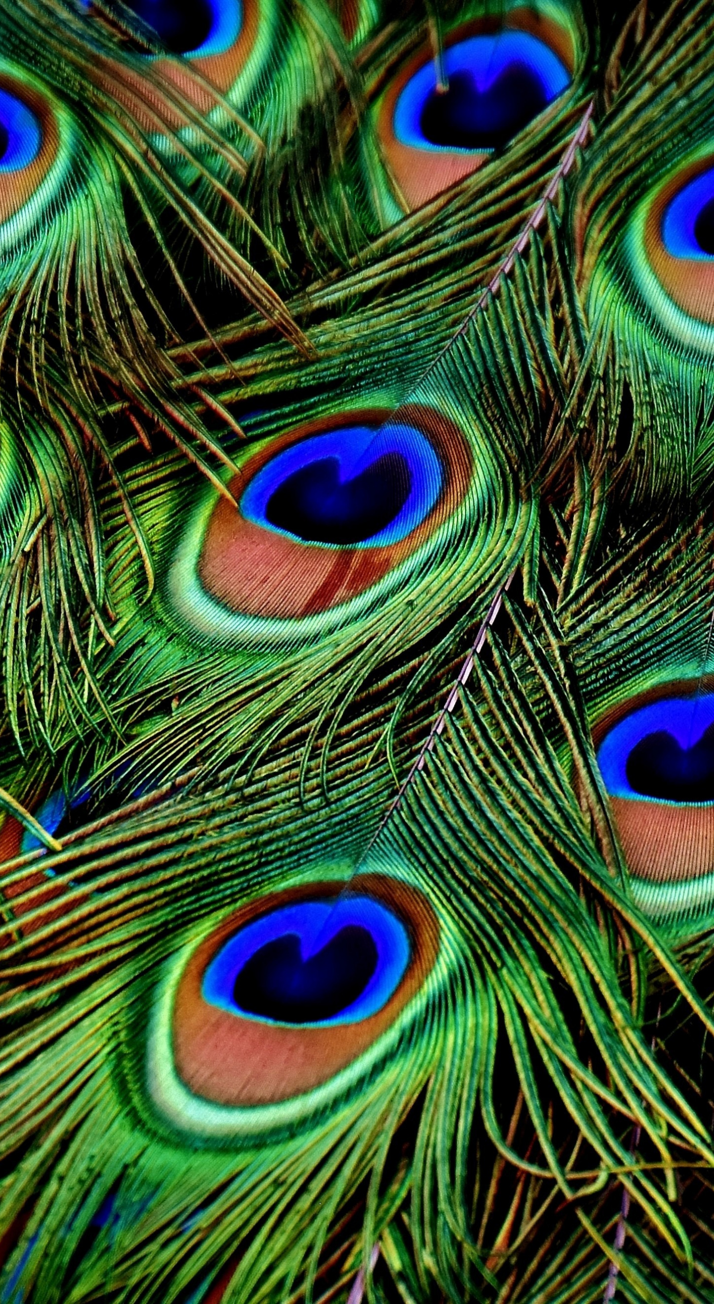 Detail Peacock Feather Wallpaper Nomer 19