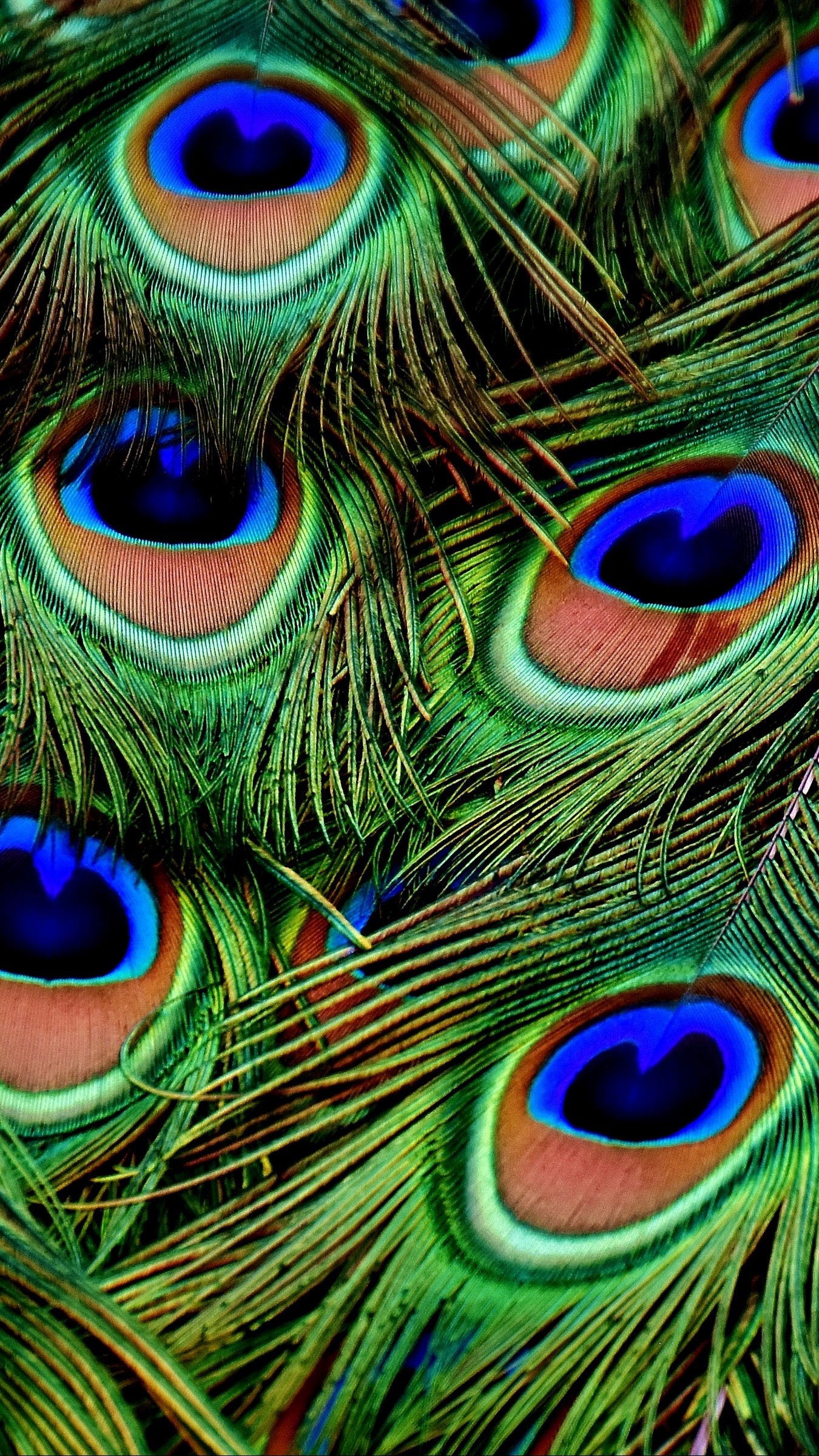 Detail Peacock Feather Wallpaper Nomer 24