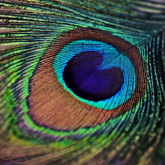 Detail Peacock Feather Wallpaper Nomer 48