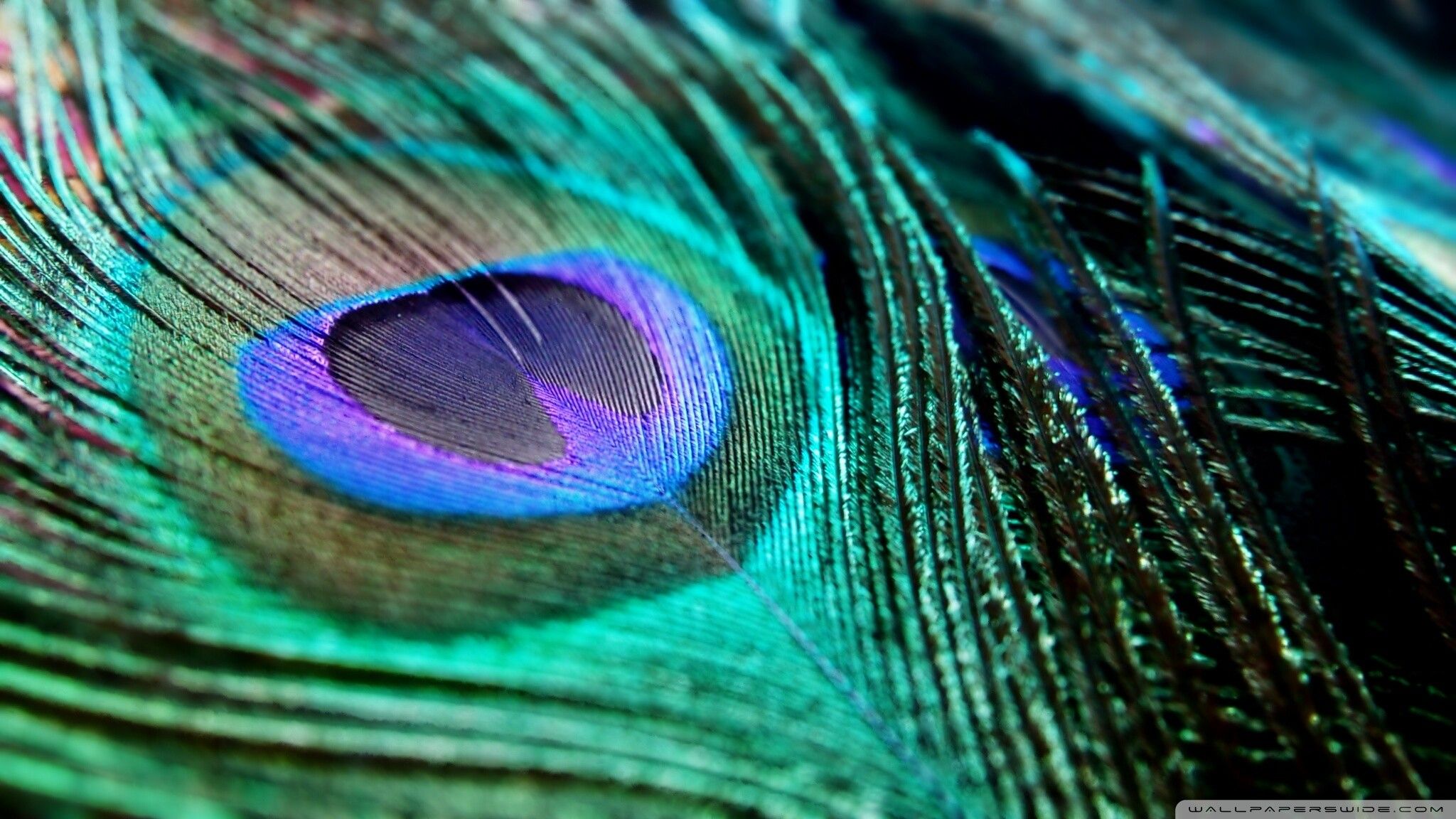 Detail Peacock Feather Wallpaper Nomer 6