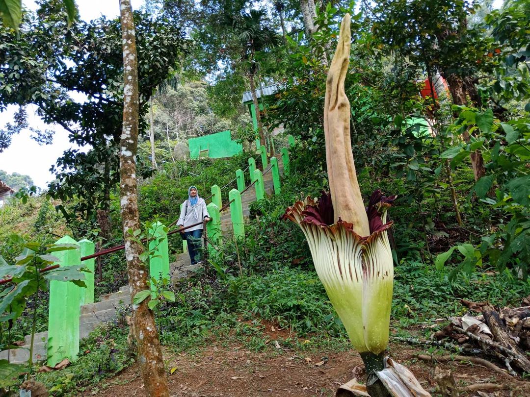 Detail Pengertian Dan Gambar Bunga Bangkai Nomer 48