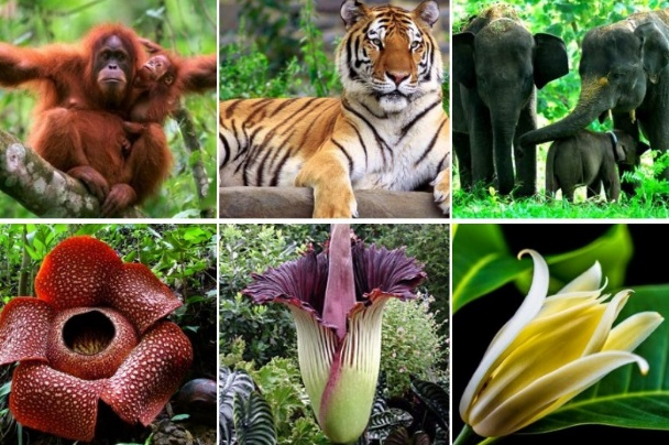 Detail Pengertian Gambar Flora Fauna Dan Alam Benda Nomer 13