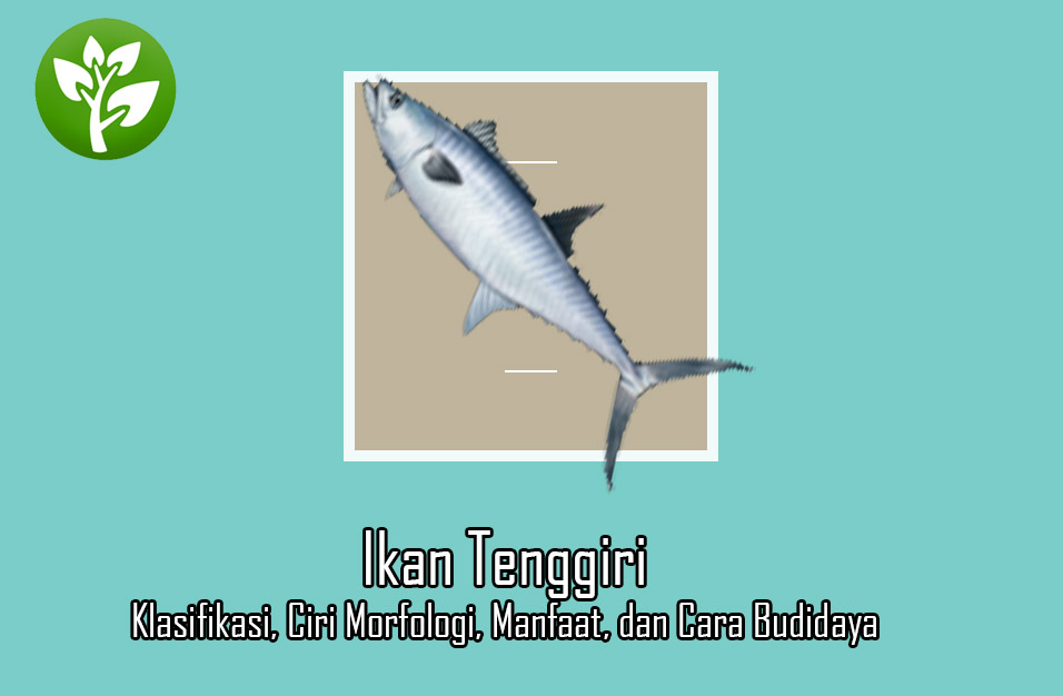 Detail Pengertian Ikan Tenggiri Beserta Gambar Nomer 11