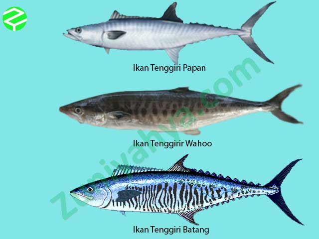 Detail Pengertian Ikan Tenggiri Beserta Gambar Nomer 19