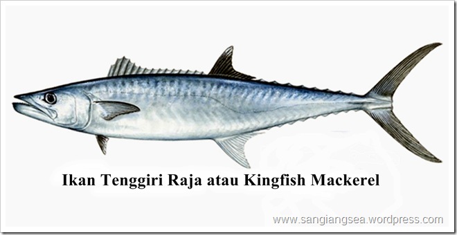 Detail Pengertian Ikan Tenggiri Beserta Gambar Nomer 22