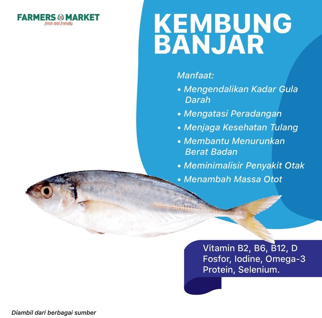 Detail Pengertian Ikan Tenggiri Beserta Gambar Nomer 38