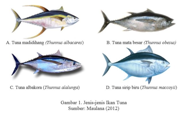 Pengertian Ikan Tuna Beserta Gambar - KibrisPDR