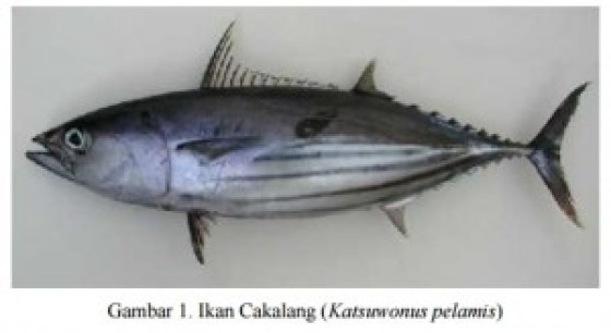 Detail Pengertian Ikan Tuna Beserta Gambar Nomer 14