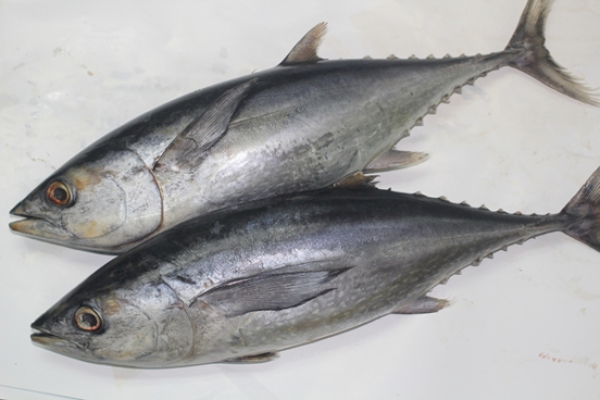 Detail Pengertian Ikan Tuna Beserta Gambar Nomer 16