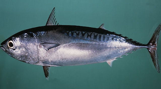 Detail Pengertian Ikan Tuna Beserta Gambar Nomer 17