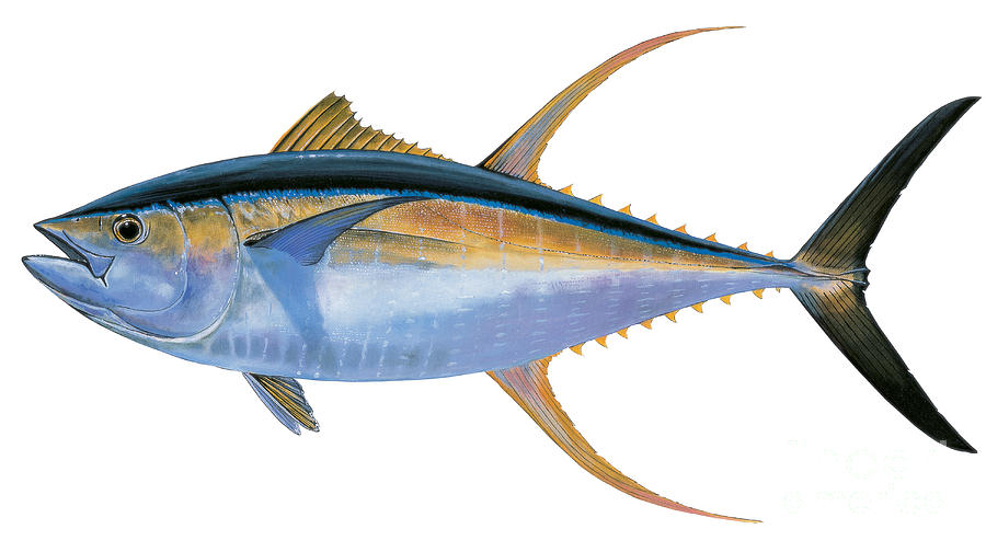 Detail Pengertian Ikan Tuna Beserta Gambar Nomer 35