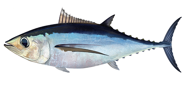 Detail Pengertian Ikan Tuna Beserta Gambar Nomer 5
