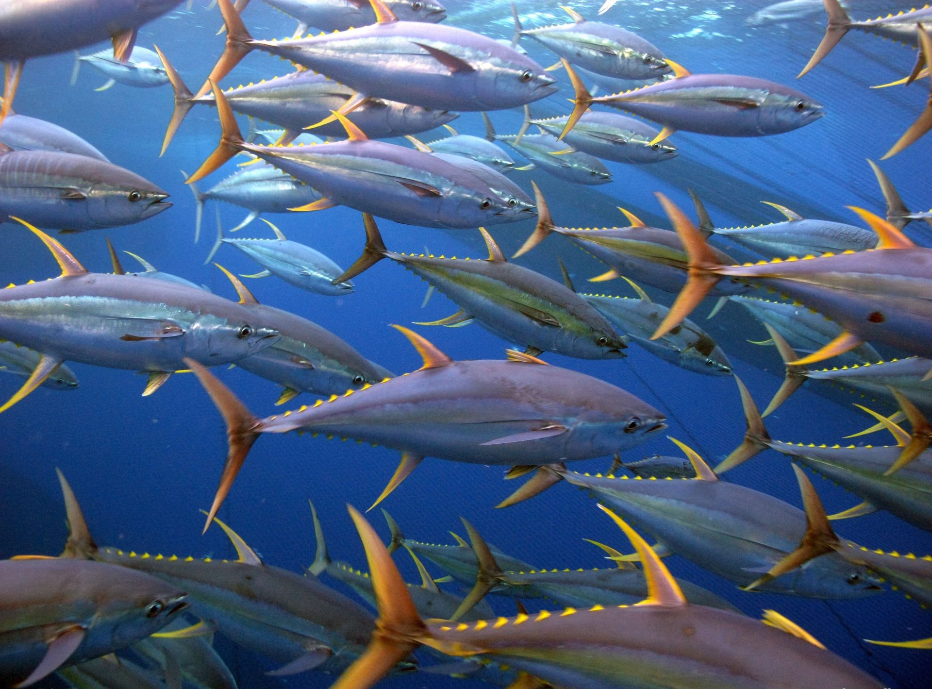 Detail Pengertian Ikan Tuna Beserta Gambar Nomer 37