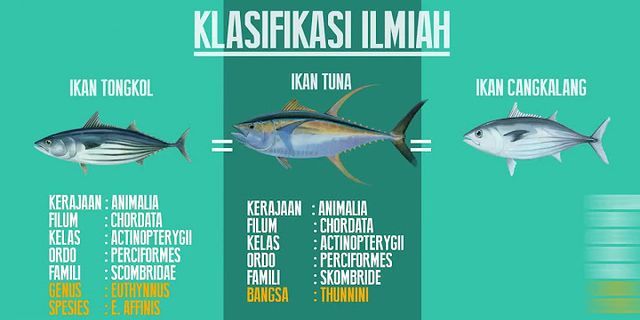 Detail Pengertian Ikan Tuna Beserta Gambar Nomer 44