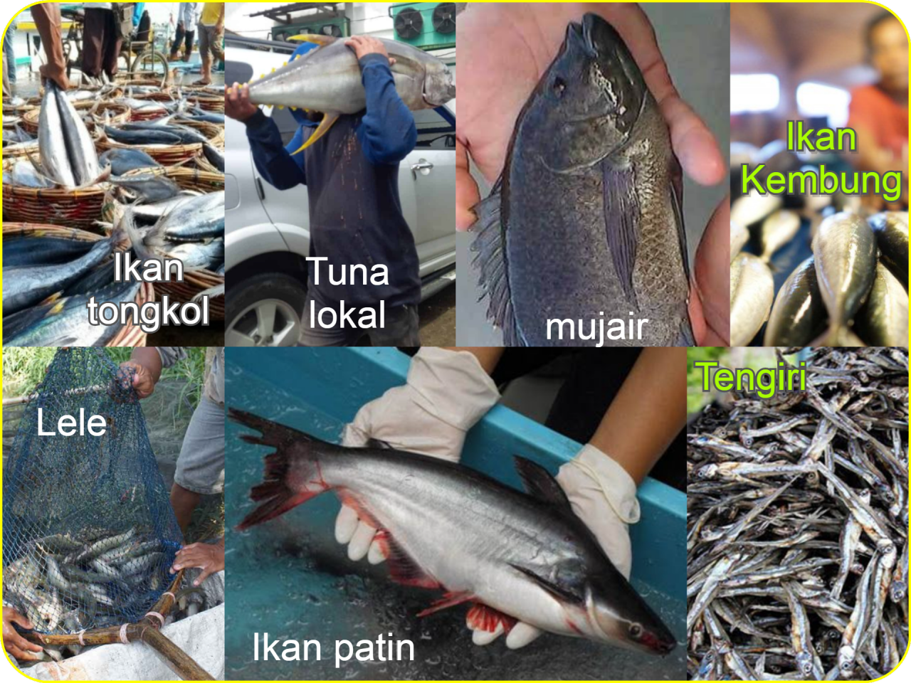 Detail Pengertian Ikan Tuna Beserta Gambar Nomer 45