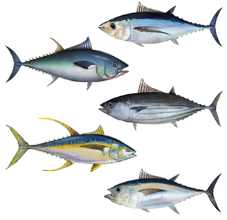 Detail Pengertian Ikan Tuna Beserta Gambar Nomer 6