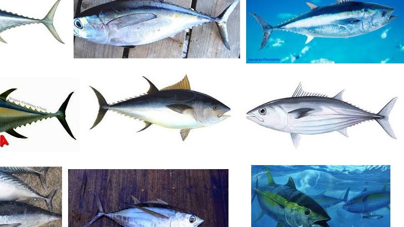 Detail Pengertian Ikan Tuna Beserta Gambar Nomer 52