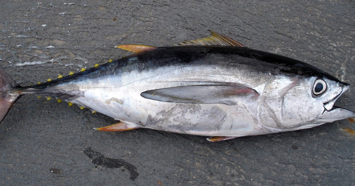 Detail Pengertian Ikan Tuna Beserta Gambar Nomer 54
