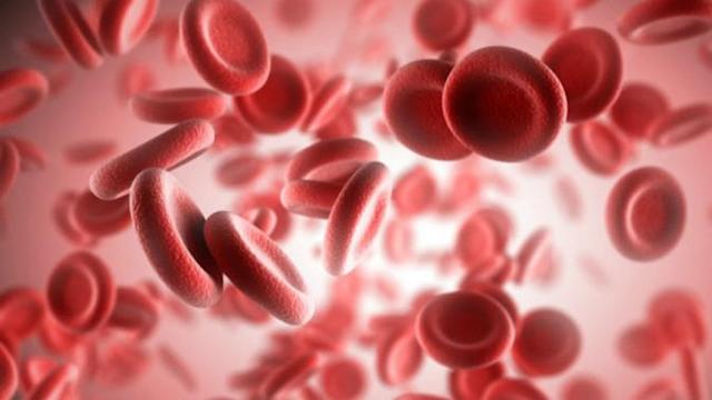 Detail Pengertian Sel Darah Merah Gambar Hati Manusia Nomer 38