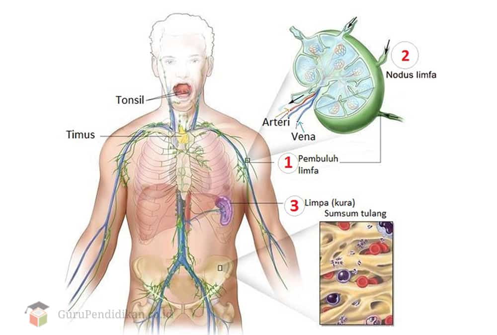 Detail Pengertian Sel Darah Merah Gambar Limfa Dan Sistem Limfa Nomer 2